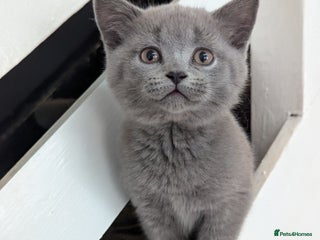 British Shorthair cats - Advert 2