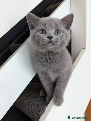 British Shorthair cats - Advert 1