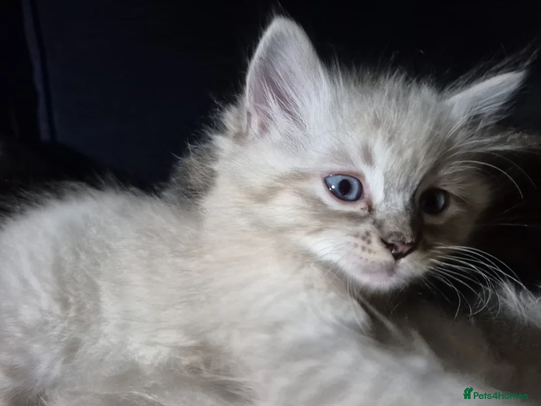 Ragdoll cats for stud: Ragdoll for stud  in Goole - Advert 12