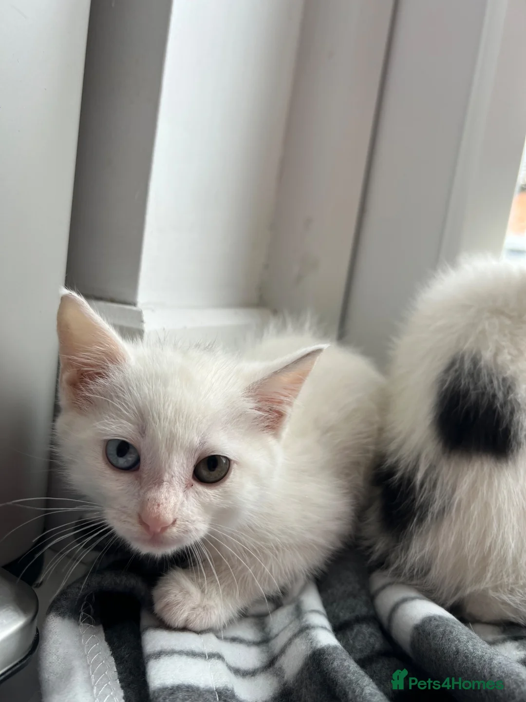 Mixed Breed cats for sale: Kittens  - Advert 2