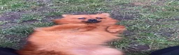 German Spitz dogs for sale: Female German Spitz  - Advert 4