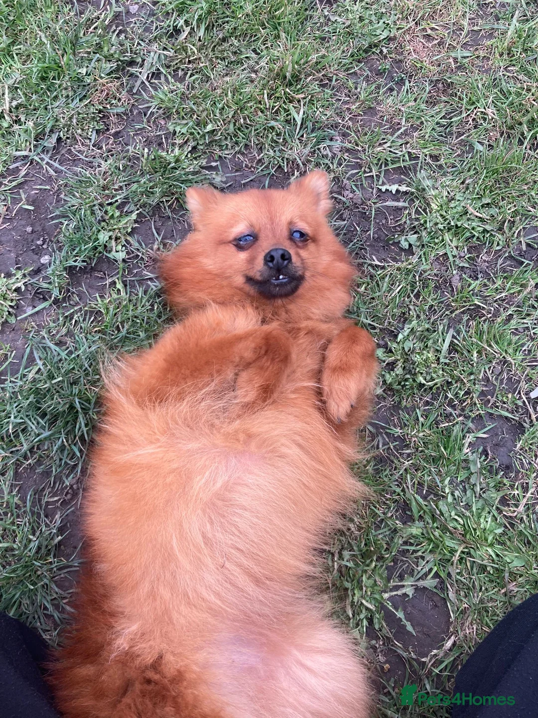 German Spitz dogs for sale: Female German Spitz  - Advert 4