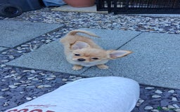 Chihuahua dogs for sale: Stunning Baby looking for his forever 5* homes - Image 13