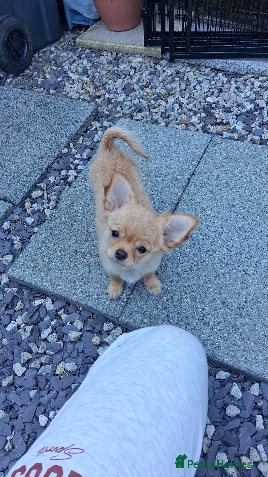 Chihuahua dogs for sale: Stunning Baby looking for his forever 5* homes - Image 13