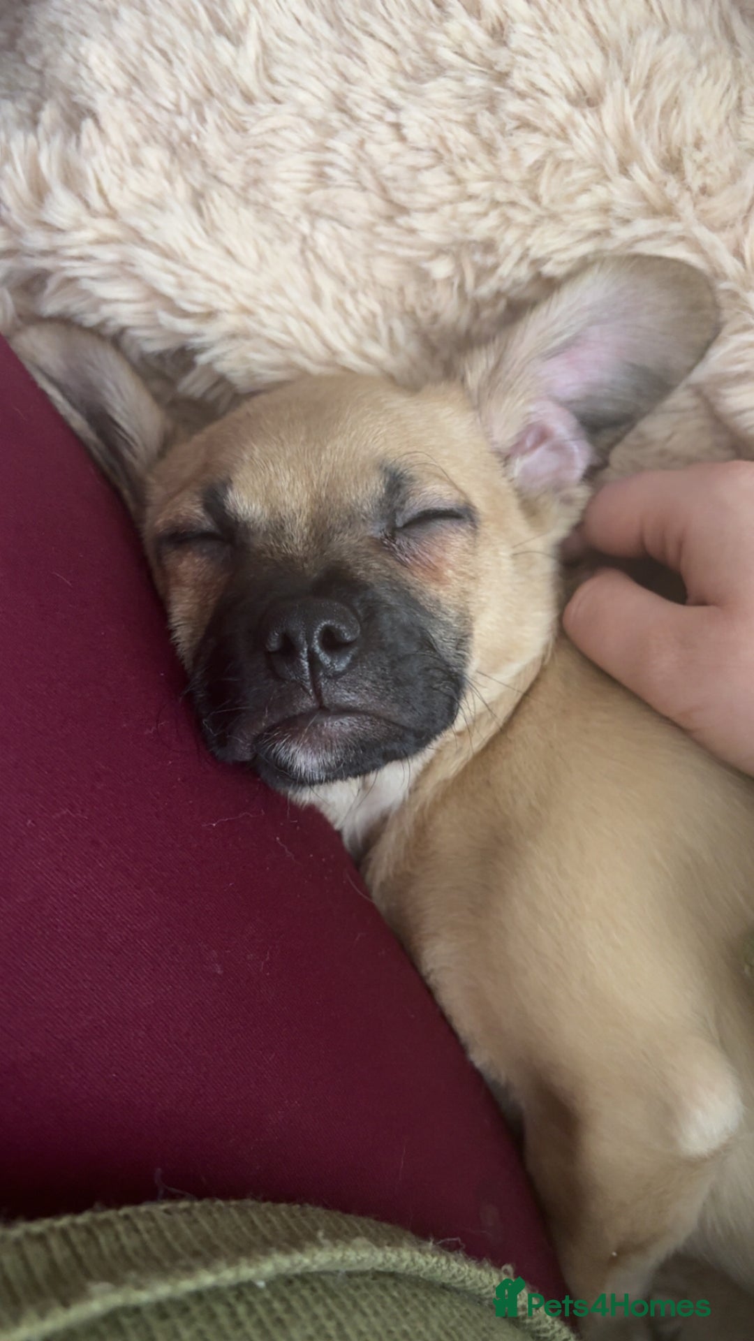 Mixed Breed dogs for sale: Cavapooxfrug  - Advert 3