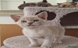 Burmese cats for sale: Lilac girl and chocolate boy - Advert 4
