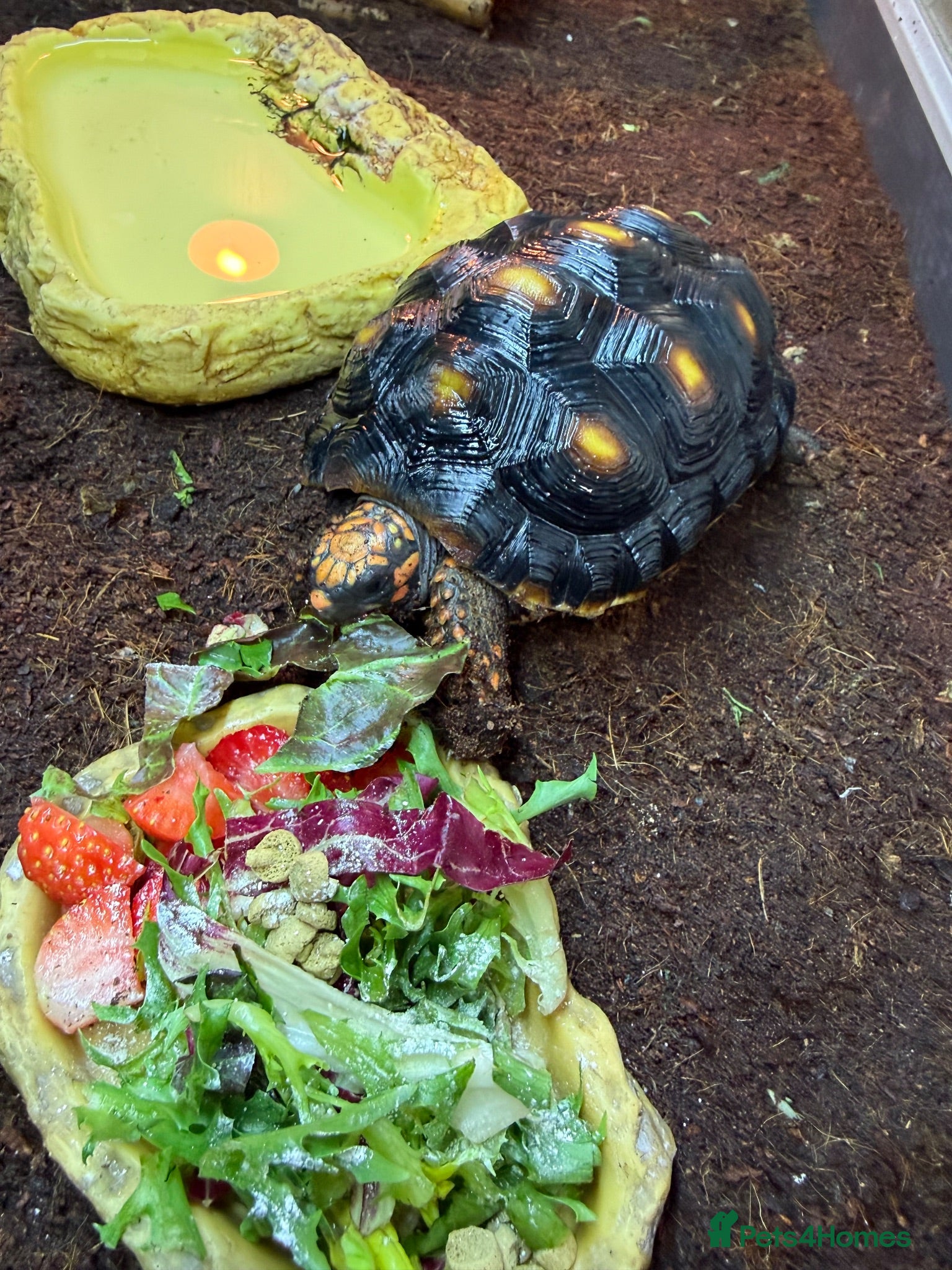 Tortoise reptiles Tortoise for sale  - Advert 1