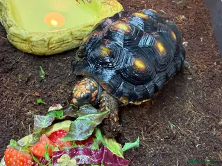 Tortoise reptiles Tortoise for sale - Advert 1