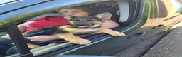 German Shepherd dogs for sale: KC Health Tested Gsd READY NOW! - Advert 3