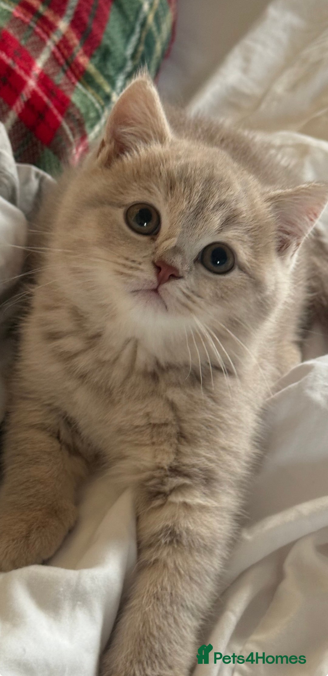 British Shorthair cats for sale: Bsh Cute Teddy Bears  - Advert 14