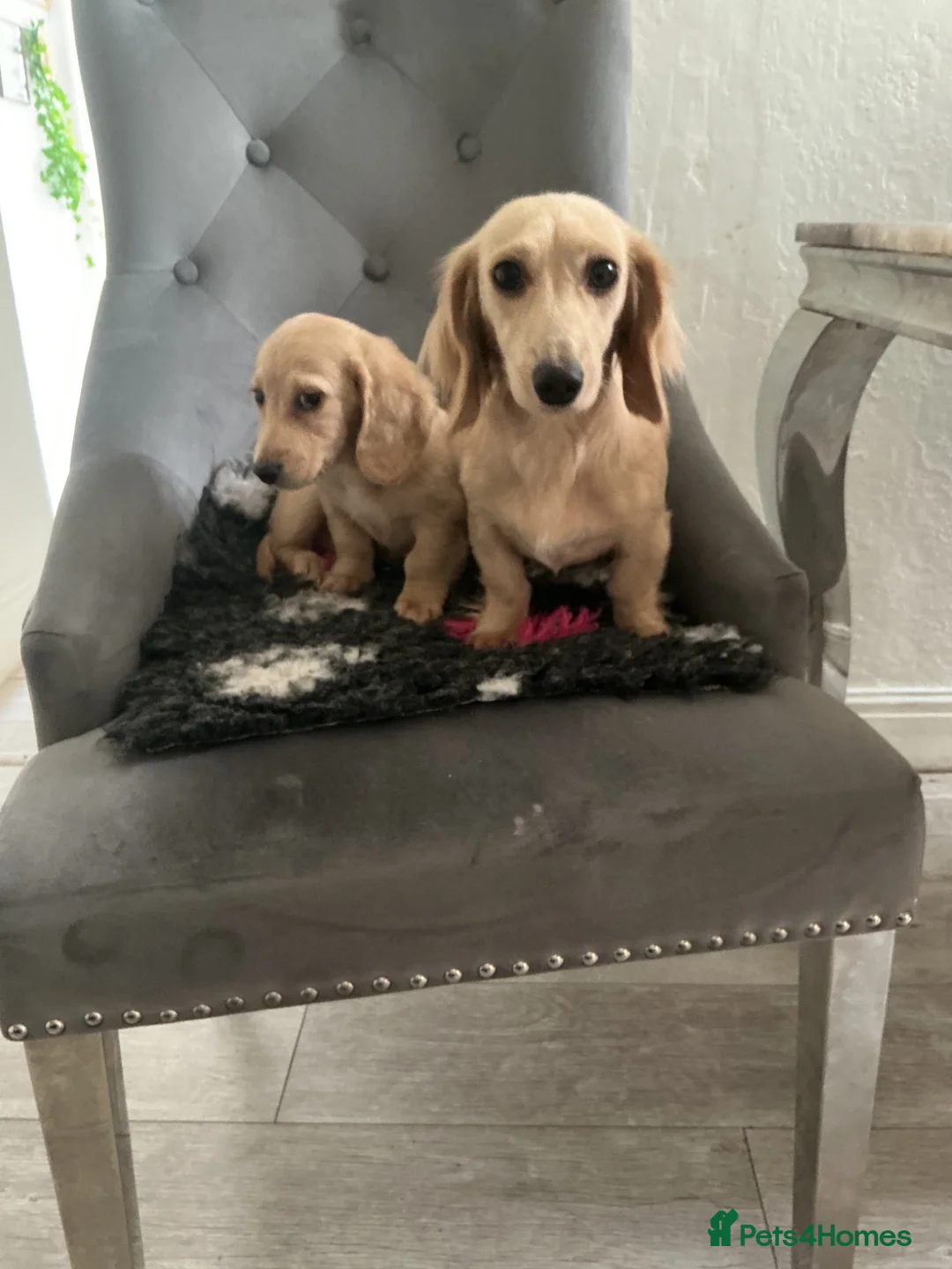 Mixed Breed dogs for sale: Long haired cream male miniature dachshund puppy - Advert 7