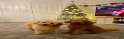 Cavapoo dogs for sale: DNA TESTED PARENTS & GRANDPARENTS TOY CAVAPOO   - Advert 15