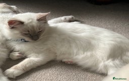 Ragdoll cats for sale: Blue mitted and bicolour ragdolls - Image 38