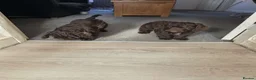 Cockapoo dogs for sale: Cockapoo puppies 🐶  - Advert 14