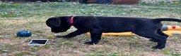 Labrador Retriever dogs for sale: Last two pups left from a stunning KC litter - Advert 24