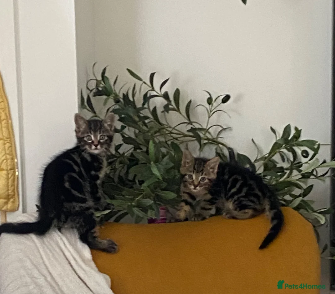 Mixed Breed cats for sale: Kitten for sale ready to go  - Advert 1