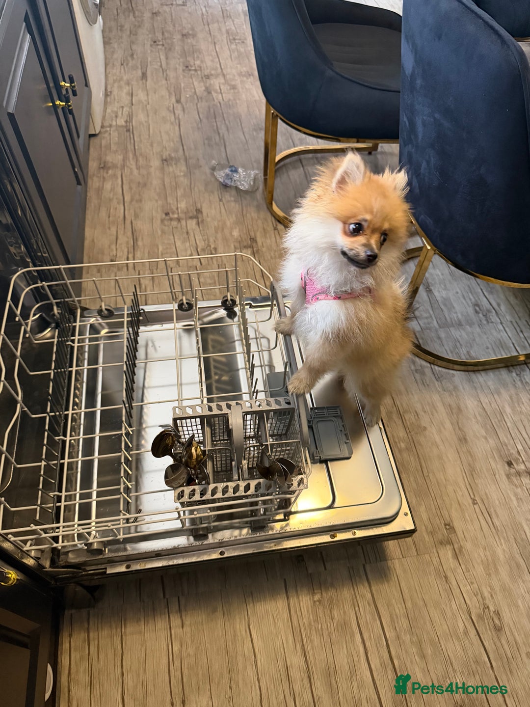 Pomeranian dogs for sale: pomeranian baby girl  - Image 2