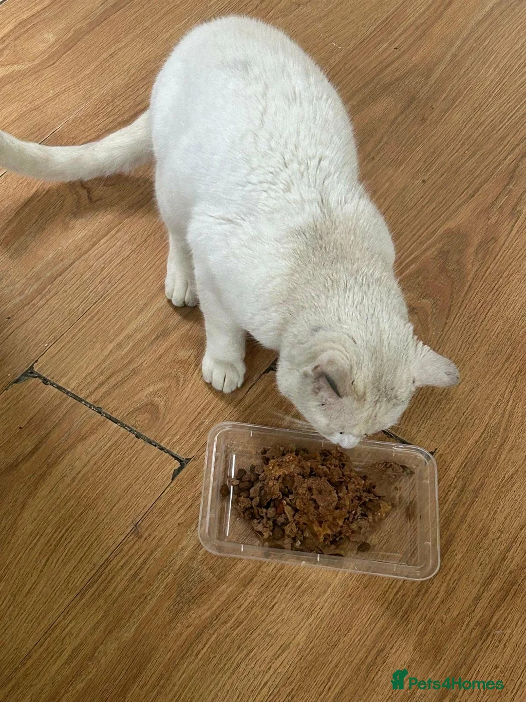 Mixed Breed cats for sale: 6-year-old rescue cat who seeks calm, loving home. - Advert 3