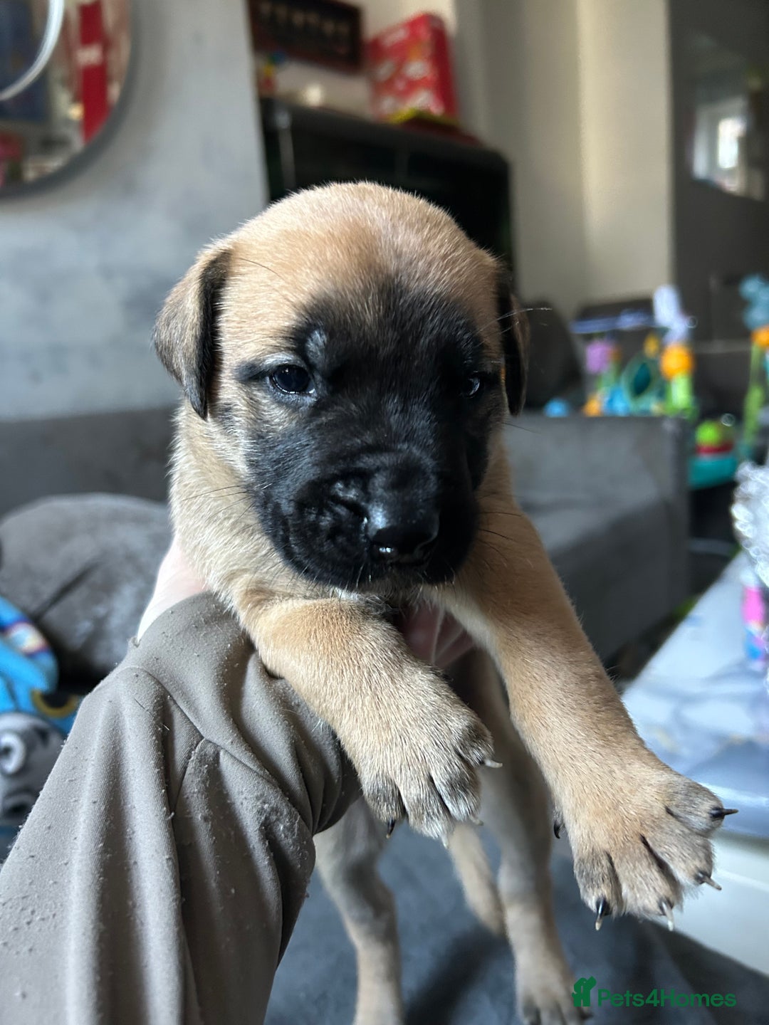 Mixed Breed dogs for sale: Mix breed Staff  - Advert 6