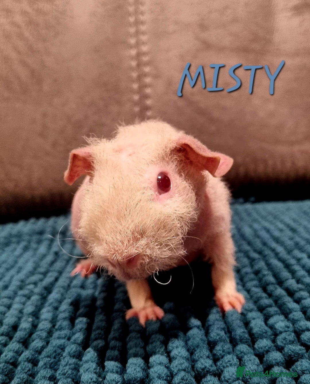 Guinea Pig rodents for sale: 3 Skinny/Werewolf Girls - Image 2