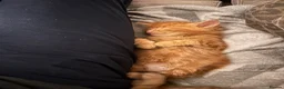Mixed Breed cats for sale: 1 adorable ginger boy left mid length fur  - Advert 4