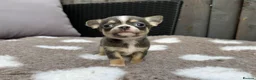 Chihuahua dogs for sale: 🐶Tiny exquisite RARE blue, Lilac & Chocolate Tri  - Advert 4