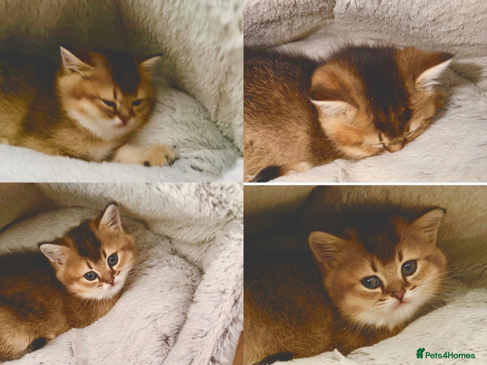 Scottish Fold cats Gorgeous Scottish Fold x British Shorthair Kittens - Advert 2