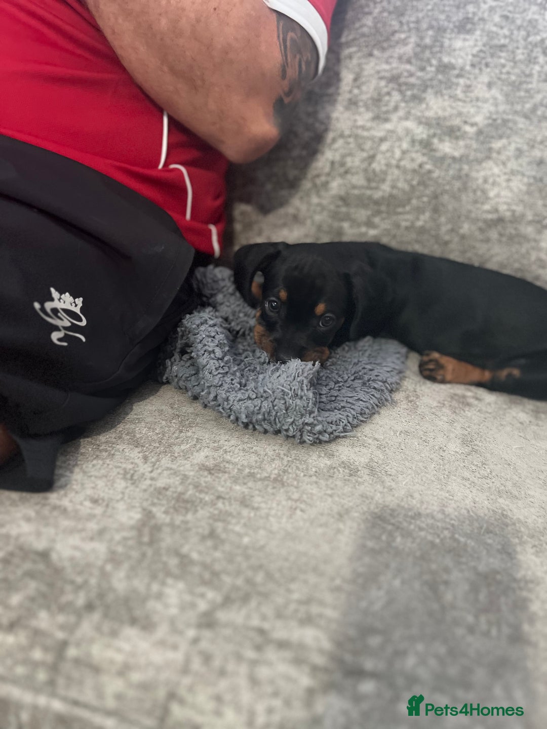 Mixed Breed dogs for sale: Miniature dachshund X French bulldog  - Image 39