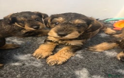 Schnoodle dogs for sale: LAST OUTSTANDING GIRL TOY SCHNOODLES DNA 🧬 CLEAR! - Image 5