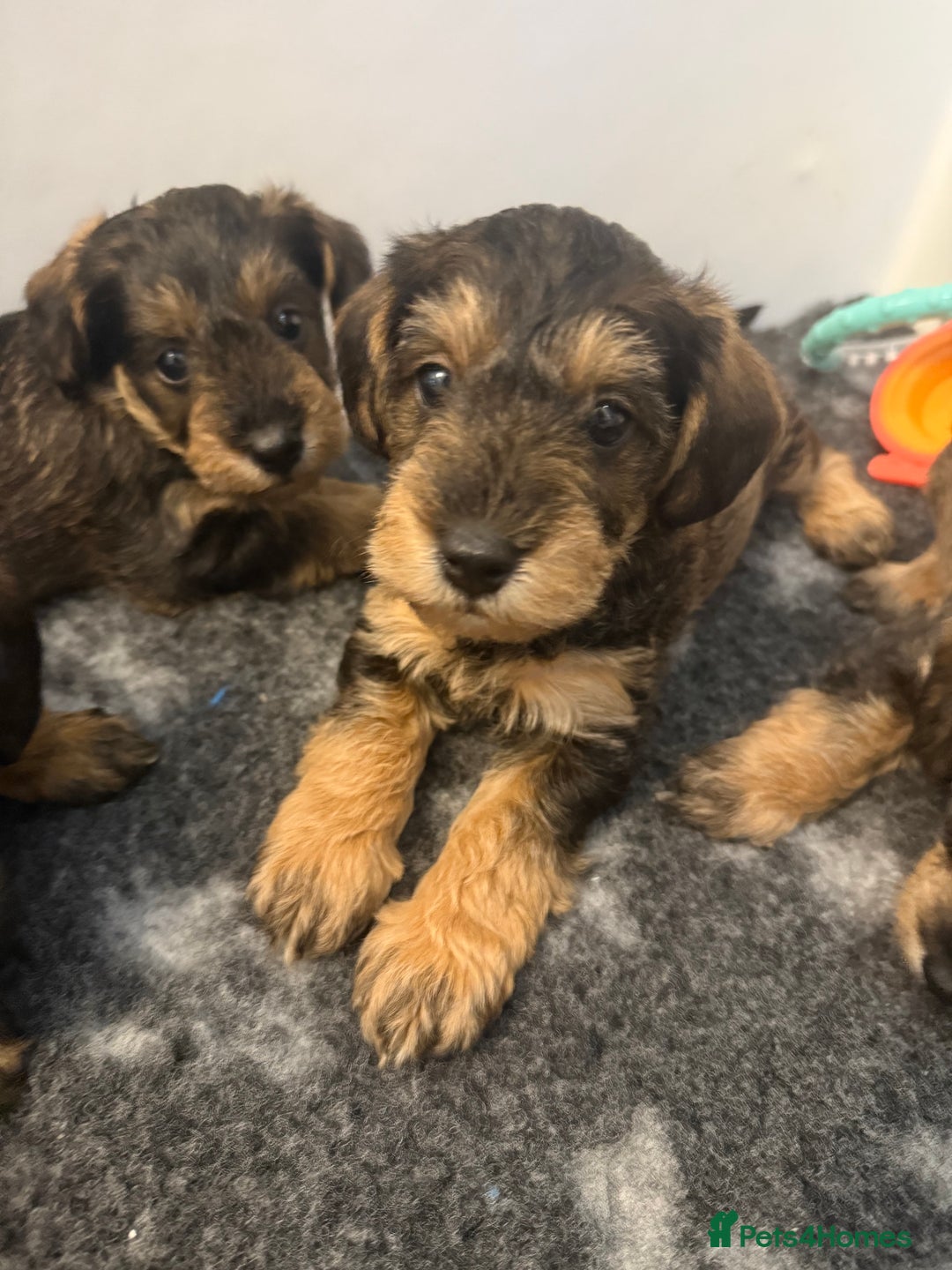 Schnoodle dogs for sale: LAST OUTSTANDING GIRL TOY SCHNOODLES DNA 🧬 CLEAR! - Image 5