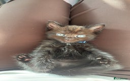 British Longhair cats for sale: British longhair cross ragdoll kittens for sale! - Image 4