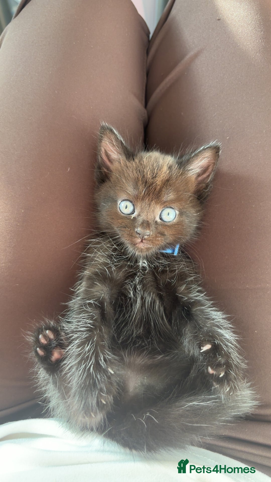 British Longhair cats for sale: British longhair cross ragdoll kittens for sale! - Image 4