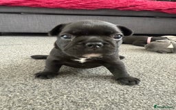 French Bulldog dogs for sale: French bulldog puppies looking for loving homes  - Image 23