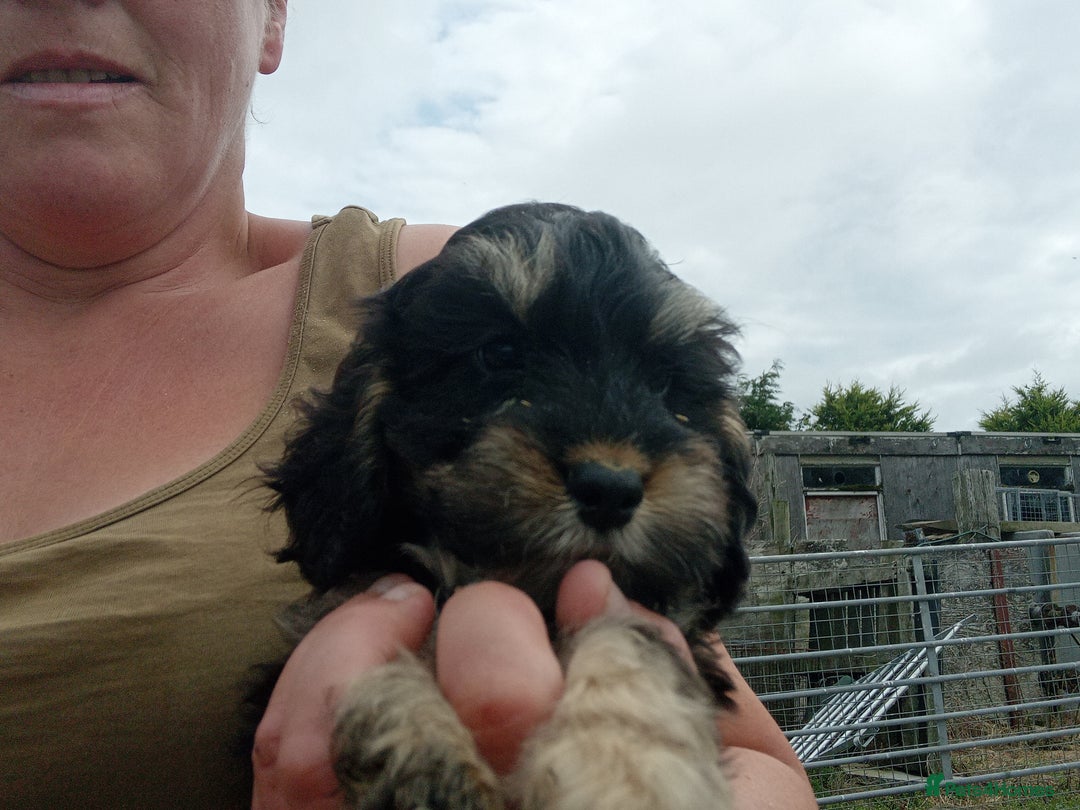 Cockapoo dogs for sale: Cockapoo pups  - Image 8