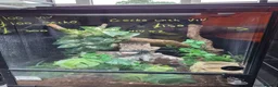Mixed Breed reptiles for sale: Reptile collection up for sale - Advert 8