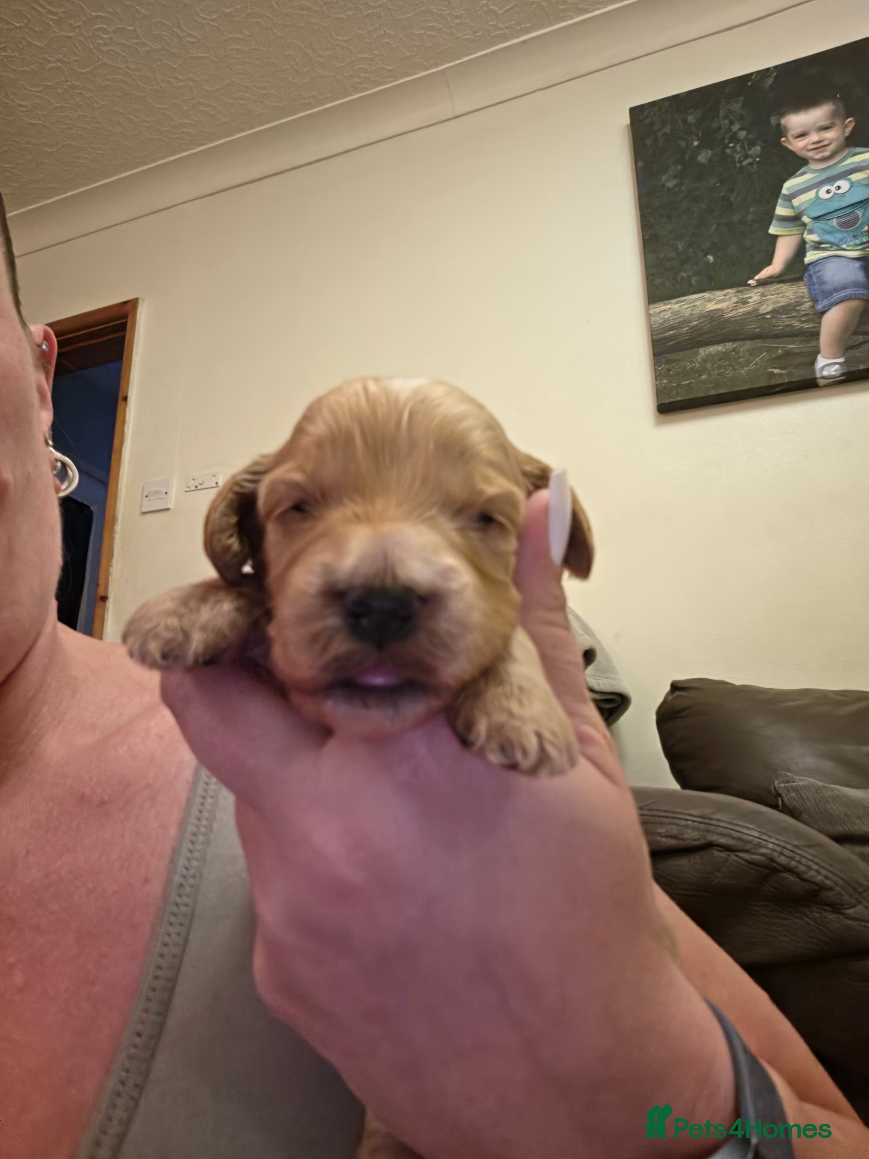 Cockapoo Puppy (Red)