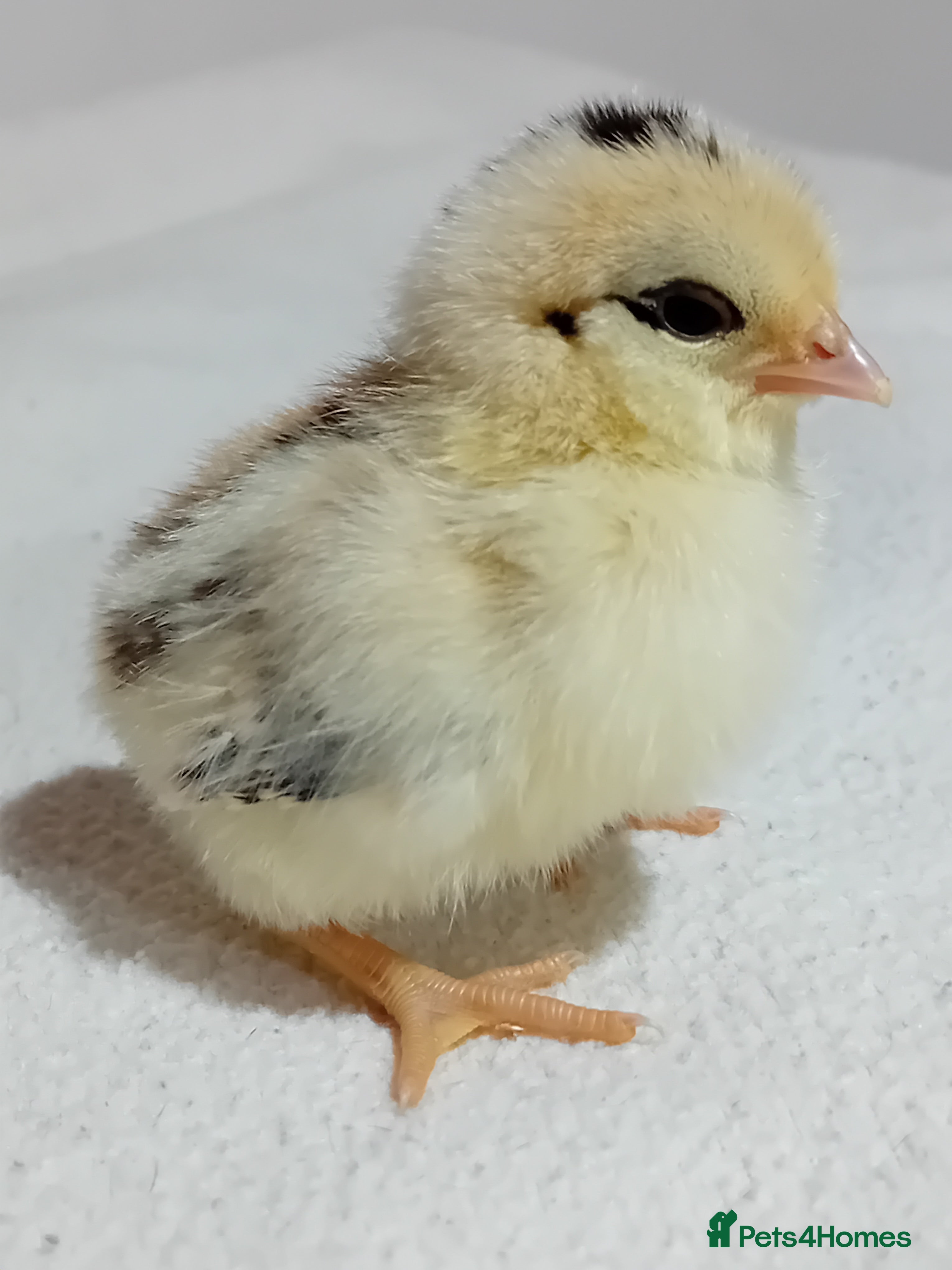 Chickens poultry Micro-Chicken CHICKS for Sale - Advert 3