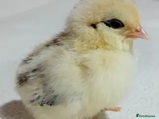 Chickens poultry Micro-Chicken CHICKS for Sale - Advert 3