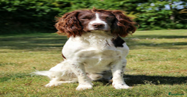 English Springer Spaniel dogs - Advert 7