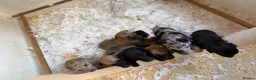 Lurcher dogs for sale: Genuine 3/4 whippet 1/4 collie pups for sale  - Advert 6