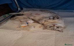 British Shorthair cats for sale: 4 Male British Shorthair Kittens For Sale - Image 5