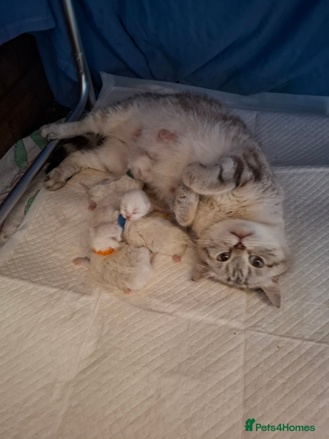 British Shorthair cats for sale: 4 Male British Shorthair Kittens For Sale - Image 5