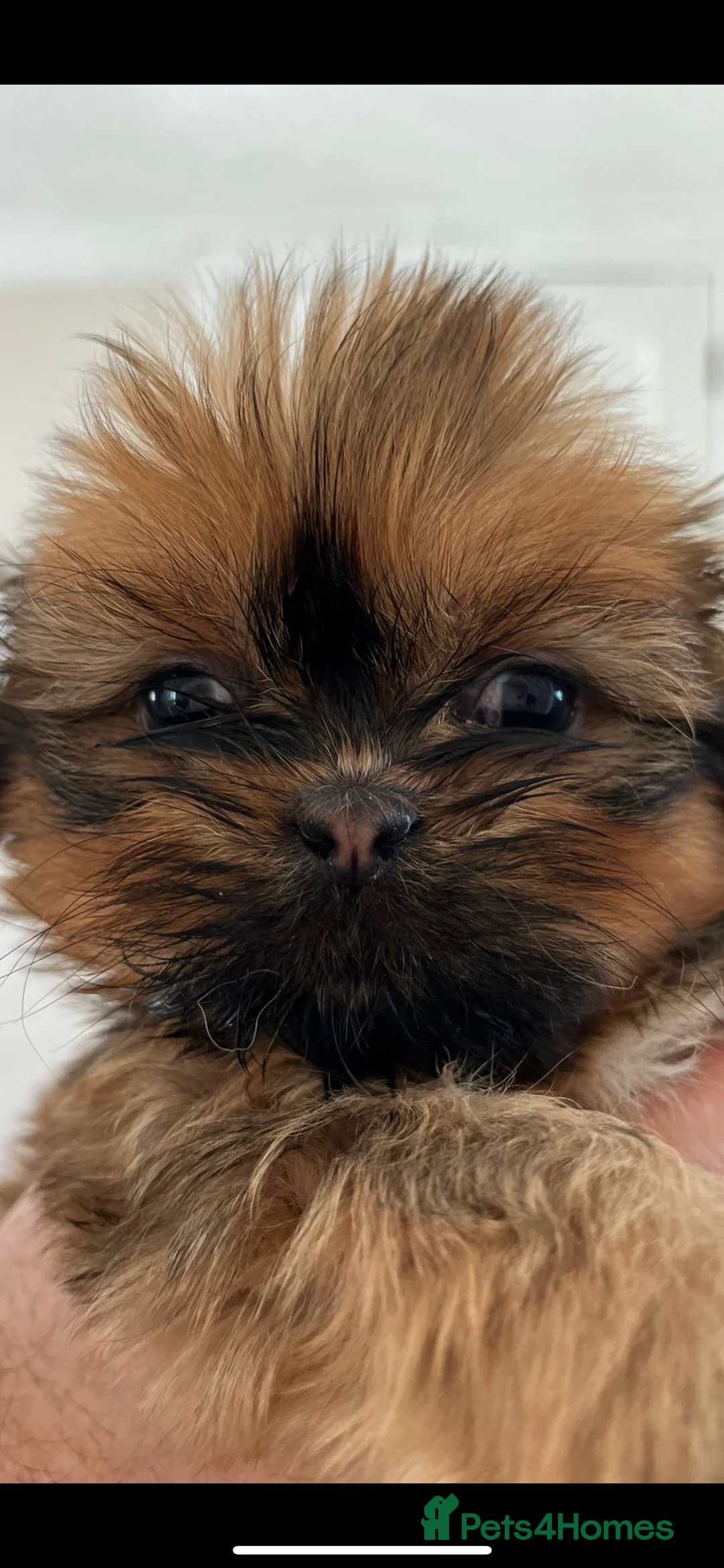 Shih Tzu dogs for stud: Shih tzu stud  in Glasgow - Advert 3