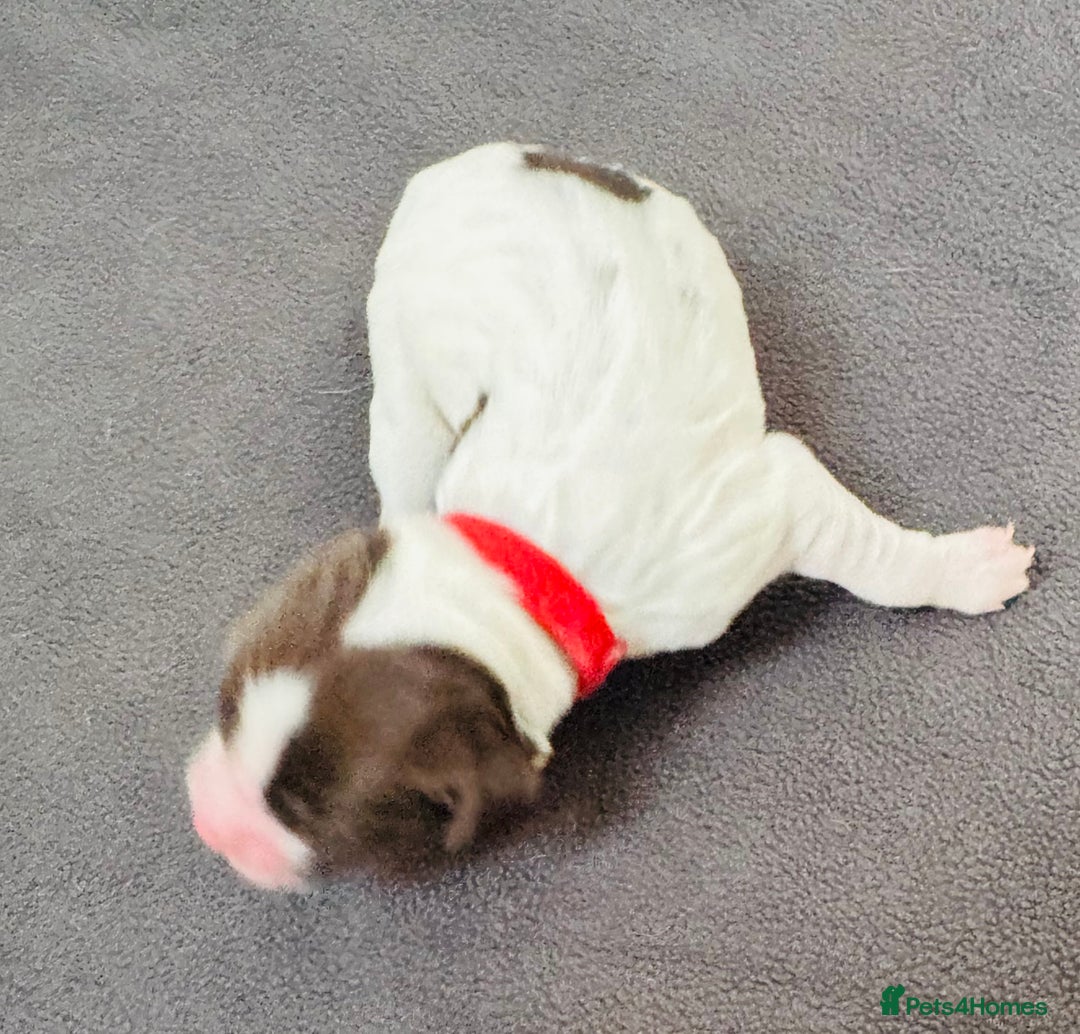 English Springer Spaniel dogs for sale: KC Quality English Springer Spaniels - Image 28
