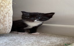 British Shorthair cats for sale: 3 lovely kittens soon tobe ready for forever homes - Image 2