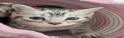 British Shorthair cats for sale: Silver Tabby BSH Cross Kittens – Ready Soon! - Advert 3