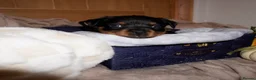 Rottweiler dogs for sale: Stunning litter of Rotweillers from family pet  in Wolverhampton - Advert 26