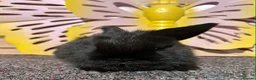 Lionhead rabbits for sale: Pure breed Lionhead  - Advert 23