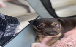 Mixed Breed dogs for sale: 4 LEFT husky x staff puppies - Image 4