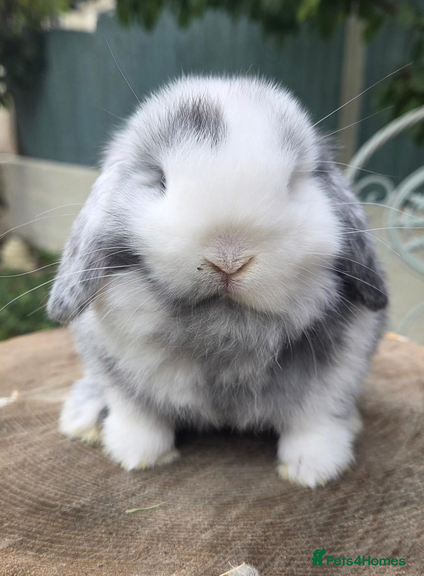 Mini Lop rabbits for sale: Mini lop magpie boy ready now  - Advert 7